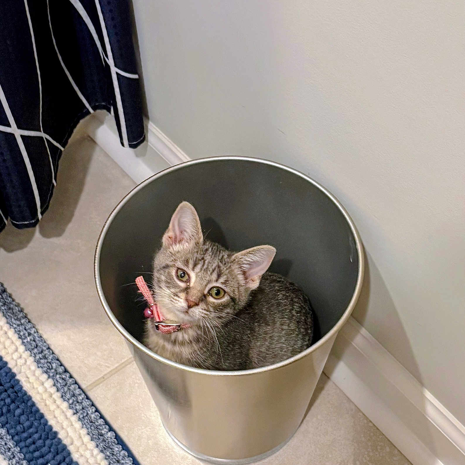 Pinky is registered to the contest to win money with this photo: cat, collar, curious, curtain, cute, domestic_cat, feline, floor, gray_tabby, indoor, kitten, looking_up, pet, pink_collar, rug, small_cat, striped_rug, tile, trash_can, wall
