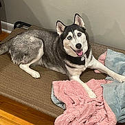 Blair joined the competition — help win amazing prizes! husky, dog, pet_bed, blanket, fur, smiling, indoor, wooden_floor, resting, canine, animal, cute, cozy, bed, tongue_out, ears_up, looking_at_camera, domestic, friendly, happy