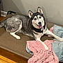 husky, dog, pet_bed, blanket, fur, smiling, indoor, wooden_floor, resting, canine, animal, cute, cozy, bed, tongue_out, ears_up, looking_at_camera, domestic, friendly, happy