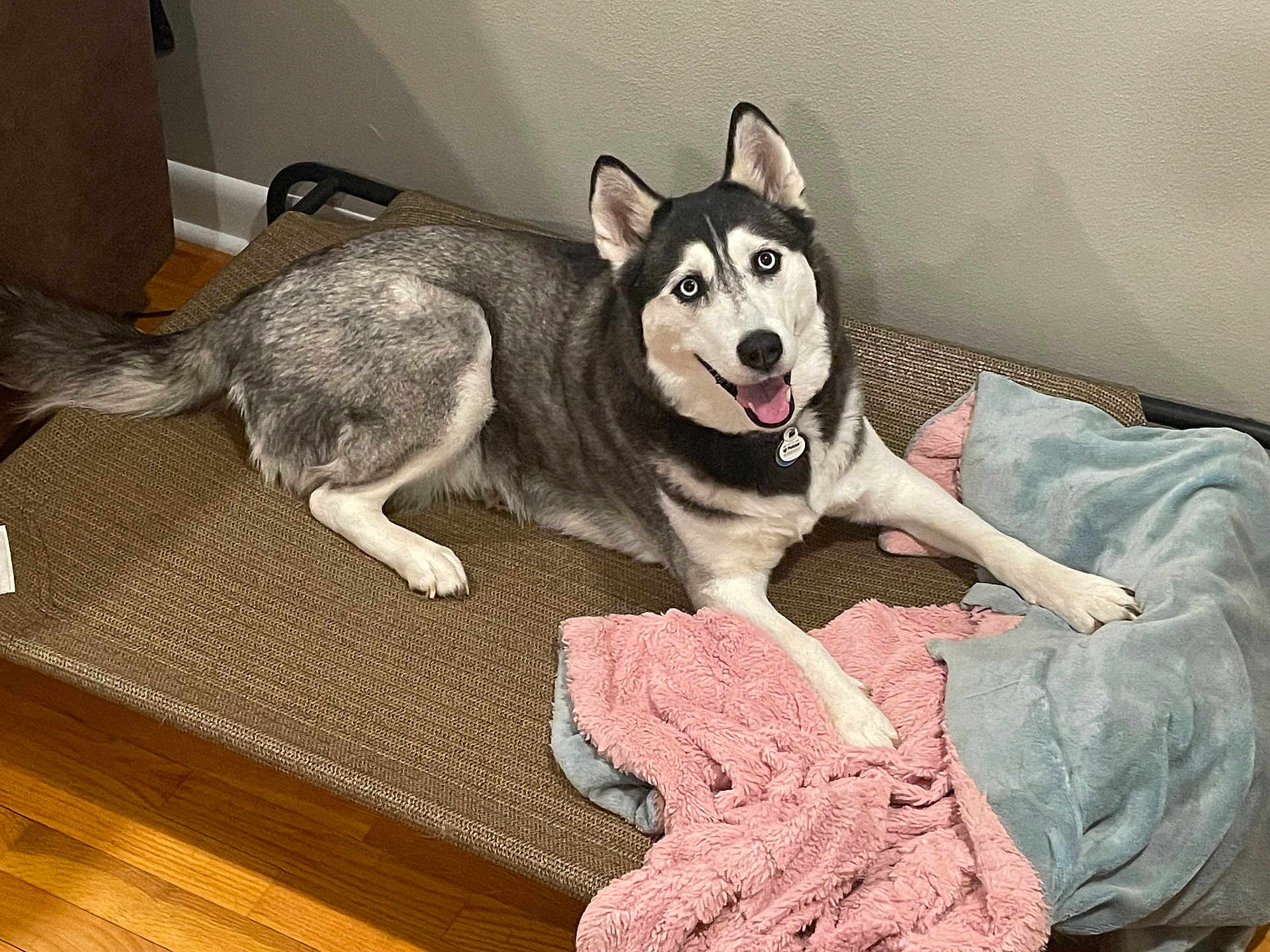 Blair joined the competition — help win amazing prizes! husky, dog, pet_bed, blanket, fur, smiling, indoor, wooden_floor, resting, canine, animal, cute, cozy, bed, tongue_out, ears_up, looking_at_camera, domestic, friendly, happy