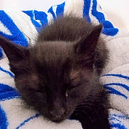 Binx joined the competition — help win amazing prizes! kitten, black_cat, sleeping, blanket, cozy, furry, pet, animal, indoor, cute, resting, soft, young, fur, closeup, comfort, domestic_cat, relaxing, whiskers, nap