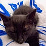 kitten, black_cat, sleeping, blanket, cozy, furry, pet, animal, indoor, cute, resting, soft, young, fur, closeup, comfort, domestic_cat, relaxing, whiskers, nap