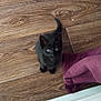 Binx is registered to the contest to win money with this photo: kitten, black_cat, wooden_floor, pet, small, fur, curious, looking_up, indoor, cute, animal, young, whiskers, tail, domestic_cat, flooring, purple_towel, soft_texture, tiny, adorable