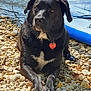 dog, black_dog, wet_dog, water, rocks, shore, outdoor, sunlight, collar, tag, pet, animal, lying_down, nature, summer, lake, reflection, paw, closeup, relaxed