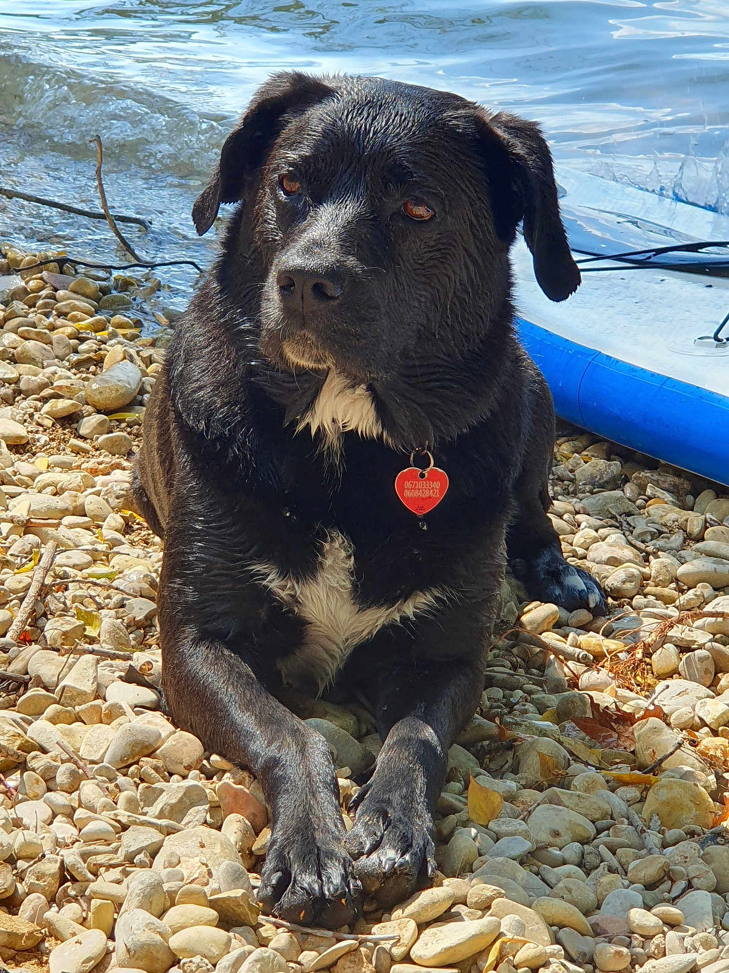 Caly participe au concours pour gagner de l'argent avec cette photo : dog, black_dog, wet_dog, water, rocks, shore, outdoor, sunlight, collar, tag, pet, animal, lying_down, nature, summer, lake, reflection, paw, closeup, relaxed