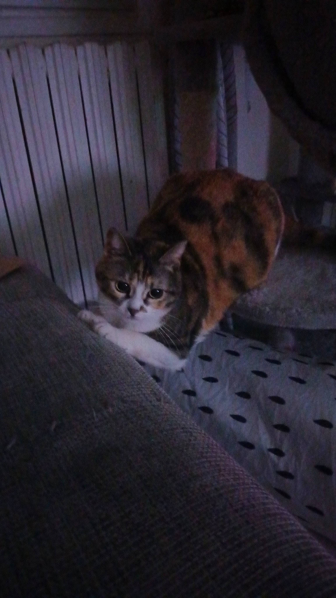 Dana participe au concours pour gagner de l'argent avec cette photo : brown, carnivore, cat, cat_supply, comfort, darkness, domestic_short_haired_cat, fawn, felidae, fur, room, small_to_medium_sized_cats, tail, terrestrial_animal, whiskers, wood