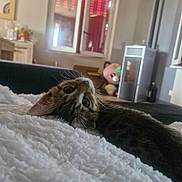 Kirua a rejoint le concours — aidez-le/la à gagner de superbes lots ! cat, tabby_cat, fluffy_blanket, indoor, living_room, window, teddy_bear, furniture, cozy, curious, pet, animal, soft_texture, relaxed, home, domestic, whiskers, ears, eyes, sleepy