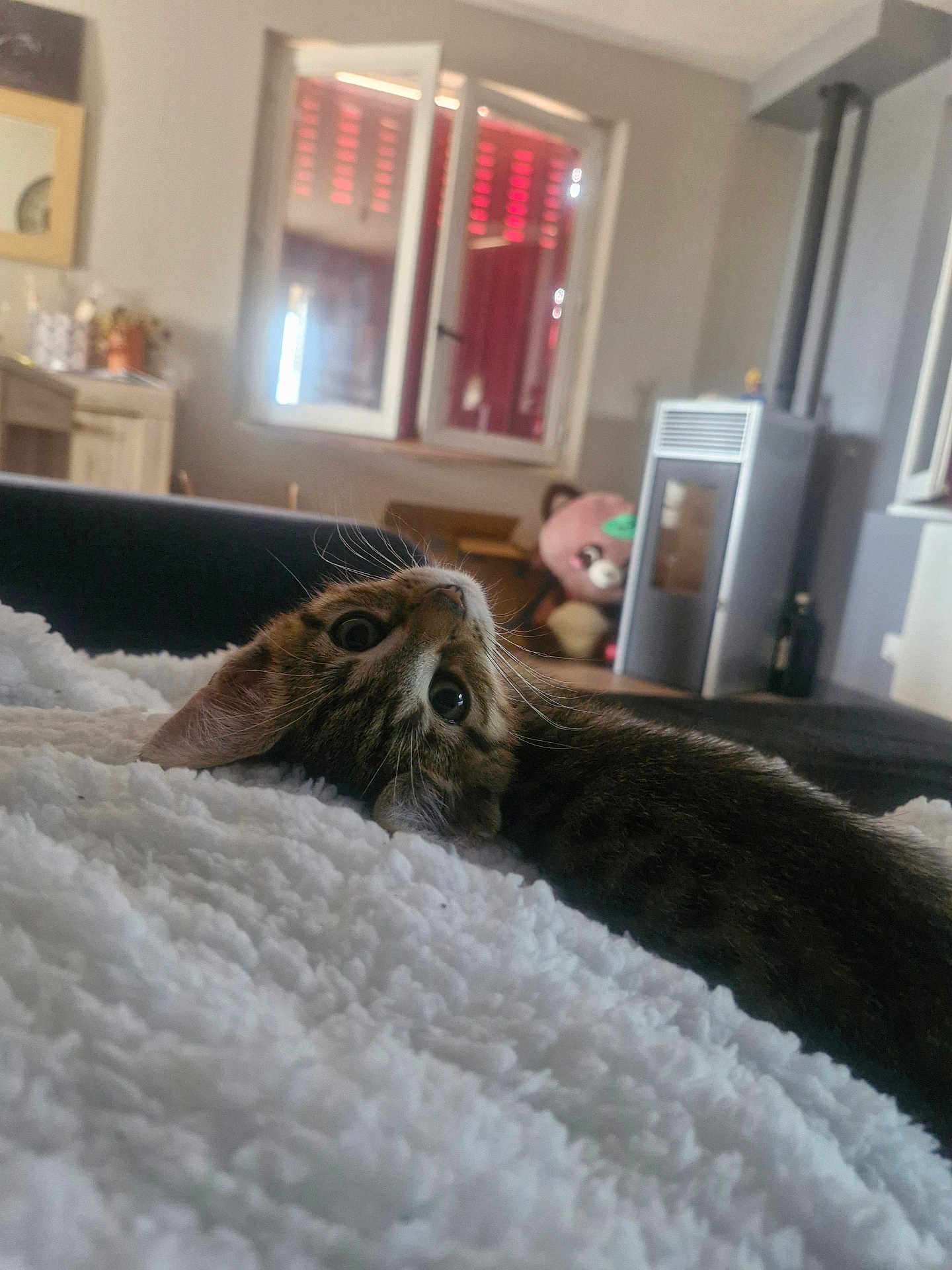Kirua a rejoint le concours — aidez-le/la à gagner de superbes lots ! cat, tabby_cat, fluffy_blanket, indoor, living_room, window, teddy_bear, furniture, cozy, curious, pet, animal, soft_texture, relaxed, home, domestic, whiskers, ears, eyes, sleepy