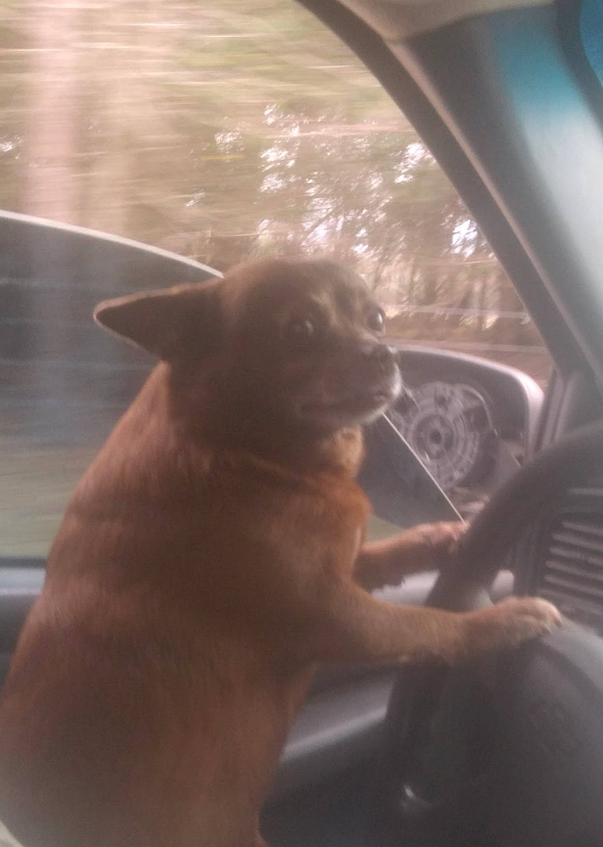 Cisco joined the competition — help win amazing prizes! auto_part, automotive_exterior, automotive_mirror, automotive_window_part, carnivore, companion_dog, dog, dog_breed, door, fawn, personal_luxury_car, rear_view_mirror, snout, tints_and_shades, vehicle, vehicle_door, whiskers, window, windscreen_wiper, windshield