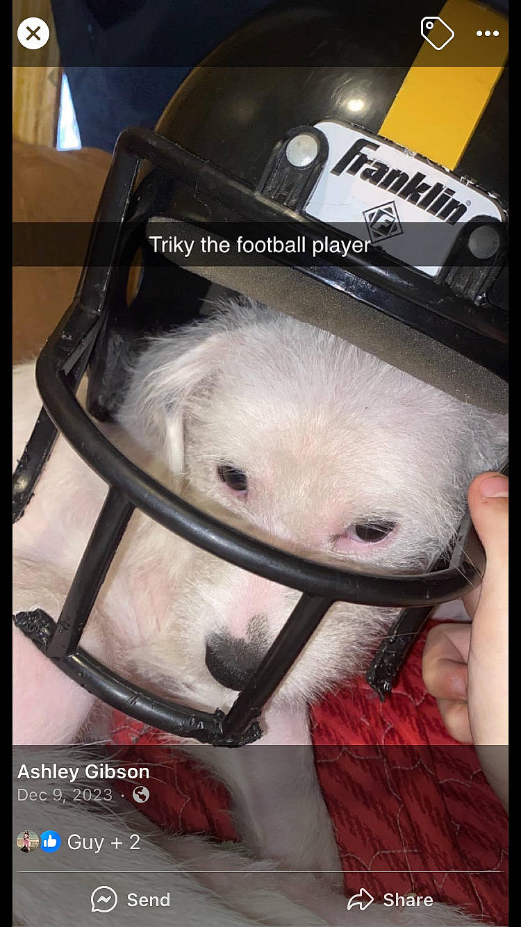 Trixie is registered to the contest to win money with this photo: canidae, companion_dog, dog_breed, eyelash, font, fur, mustelidae, personal_protective_equipment, photo_caption, snout, suidae, terrestrial_animal, whiskers, working_animal