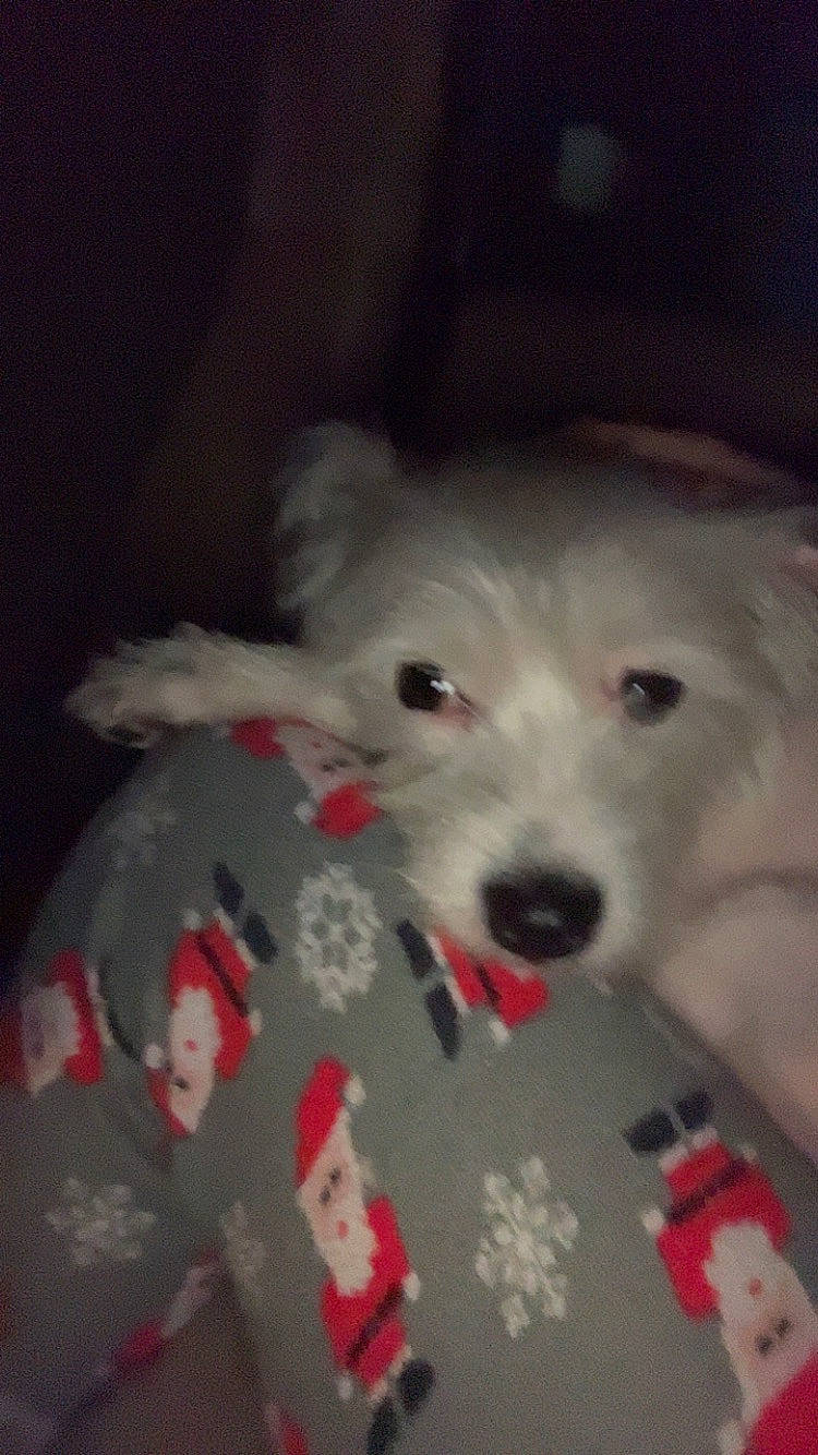 Trixie joined the competition — help win amazing prizes! canidae, carnivore, companion_dog, dog, dog_breed, dog_supply, fang, fur, japanese_spitz, non_sporting_group, paw, snout, sporting_group, toy_dog, volpino_italiano, whiskers, working_animal