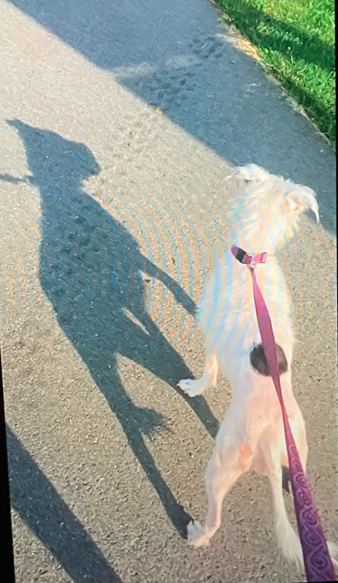 Trixie is registered to the contest to win money with this photo: asphalt, carnivore, collar, companion_dog, dog, dog_breed, fashion_accessory, fawn, gesture, grass, leash, pet_supply, plant, road_surface, sidewalk, sunglasses, tail, tar, tints_and_shades, working_animal