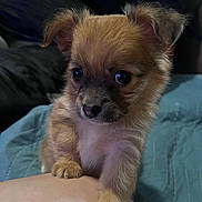 Coco joined the competition — help win amazing prizes! puppy, dog, small_dog, cute, fluffy, pet, animal, sitting, indoor, close_up, brown_fur, black_nose, big_eyes, curious, person, leg, blanket, couch, soft_light, companion