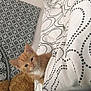kitten, cat, orange_cat, blanket, bed, bedding, pattern, tapestry, indoor, cozy, pet, fur, cute, resting, comfort, animal, young_cat, fur_pattern, home, soft