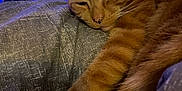 Archie joined the competition — help win amazing prizes! cat, orange_tabby, stretching, sleepy, indoor, blanket, hand, petting, purple_light, tapestry, sun_moon, cozy, fur, whiskers, paw, relaxed, bedroom, decor, close_up, resting