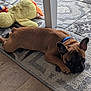 Airbus participe au concours pour gagner de l'argent avec cette photo : puppy, dog, brown, collar, lying_down, carpet, rug, plush_toy, yellow_toy, wooden_floor, indoor, pet, cute, relaxed, animal, floor, table_leg, resting, young_dog, domestic