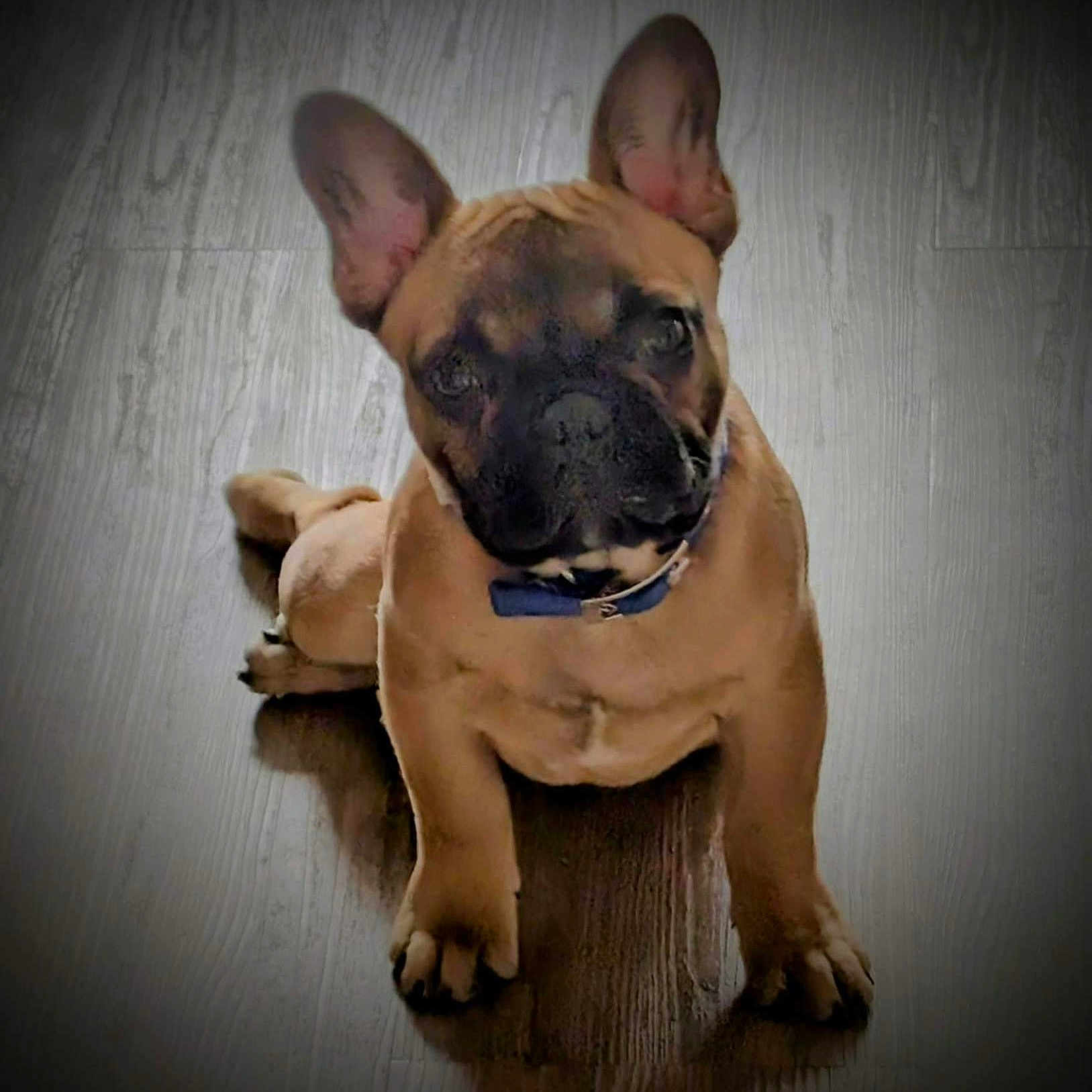 Airbus a rejoint le concours — aidez-le/la à gagner de superbes lots ! adorable, animal, brown, canine, collar, companion, cute, dog, ears, floor, french_bulldog, indoor, looking, lying_down, pet, portrait, puppy, vignette, wood_floor, young