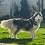 husky, dog, pet, fluffy, fur, blue_eyes, standing, backyard, grass, sunlight, shadow, fence, shrub, tree, portrait, mammal, outdoor, head, face, canine