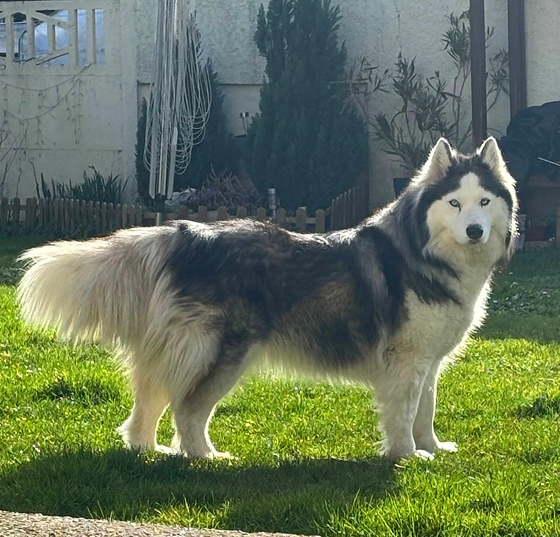 Bella a rejoint le concours — aidez-le/la à gagner de superbes lots ! husky, dog, pet, fluffy, fur, blue_eyes, standing, backyard, grass, sunlight, shadow, fence, shrub, tree, portrait, mammal, outdoor, head, face, canine