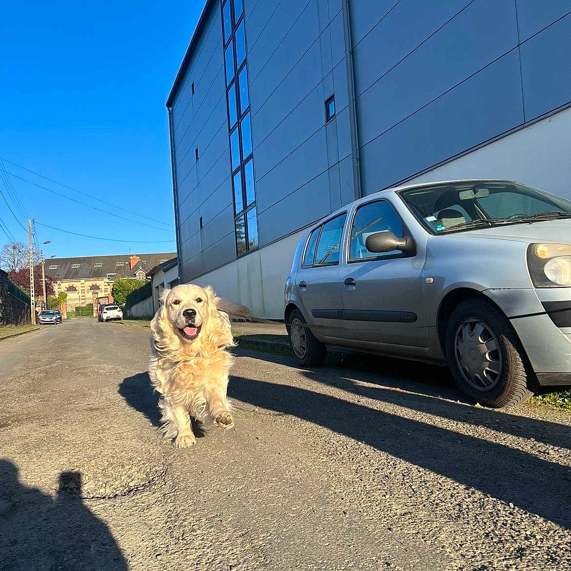 Volt participe au concours pour gagner de l'argent avec cette photo : dog, golden_retriever, street, car, building, shadow, sunny, daytime, sidewalk, outdoor, pet, happy, canine, urban, vehicle, road, blue_sky, fur, mammal, walking