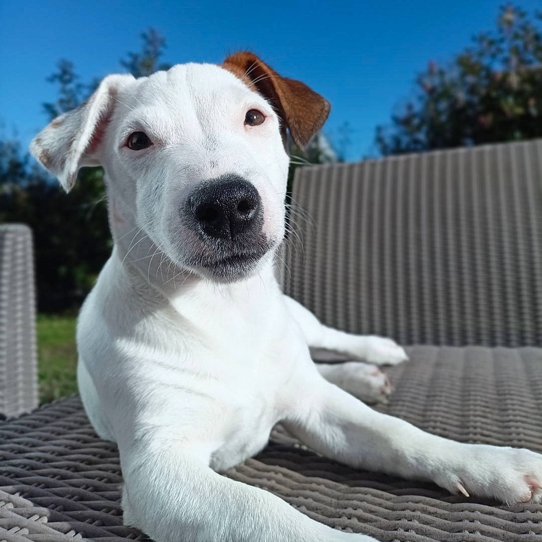 Uno a rejoint le concours — aidez-le/la à gagner de superbes lots ! canidae, carnivore, collar, companion_dog, dog, dog_breed, dog_collar, fawn, non_sporting_group, paw, pet_supply, sky, snout, sporting_group, tail, terrestrial_animal, terrier, tree, whiskers, working_animal