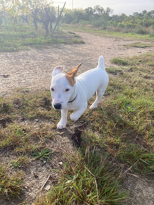 Uno participe au concours pour gagner de l'argent avec cette photo : canidae, carnivore, collar, companion_dog, dog, dog_breed, fawn, grass, grassland, hunting_dog, non_sporting_group, plant, sky, soil, sporting_group, tail, terrestrial_animal, tree, wildlife, working_animal