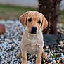 puppy, dog, golden_retriever, young_dog, outdoor, pebbles, tree, nature, cute, animal, pet, portrait, sitting, brown, fur, ears, eyes, nose, ground, background_blur