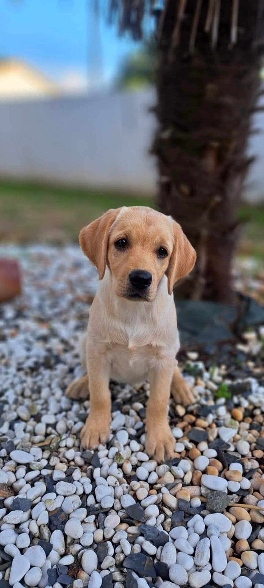 Akouna participe au concours pour gagner de l'argent avec cette photo : puppy, dog, golden_retriever, young_dog, outdoor, pebbles, tree, nature, cute, animal, pet, portrait, sitting, brown, fur, ears, eyes, nose, ground, background_blur