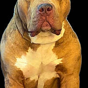Trip joined the competition — help win amazing prizes! dog, pitbull, muscular, brown, white, sitting, drool, ears_cropped, pet, animal, portrait, canine, strong, alert, looking_at_camera, isolated, studio, background_black, closeup, domestic_animal
