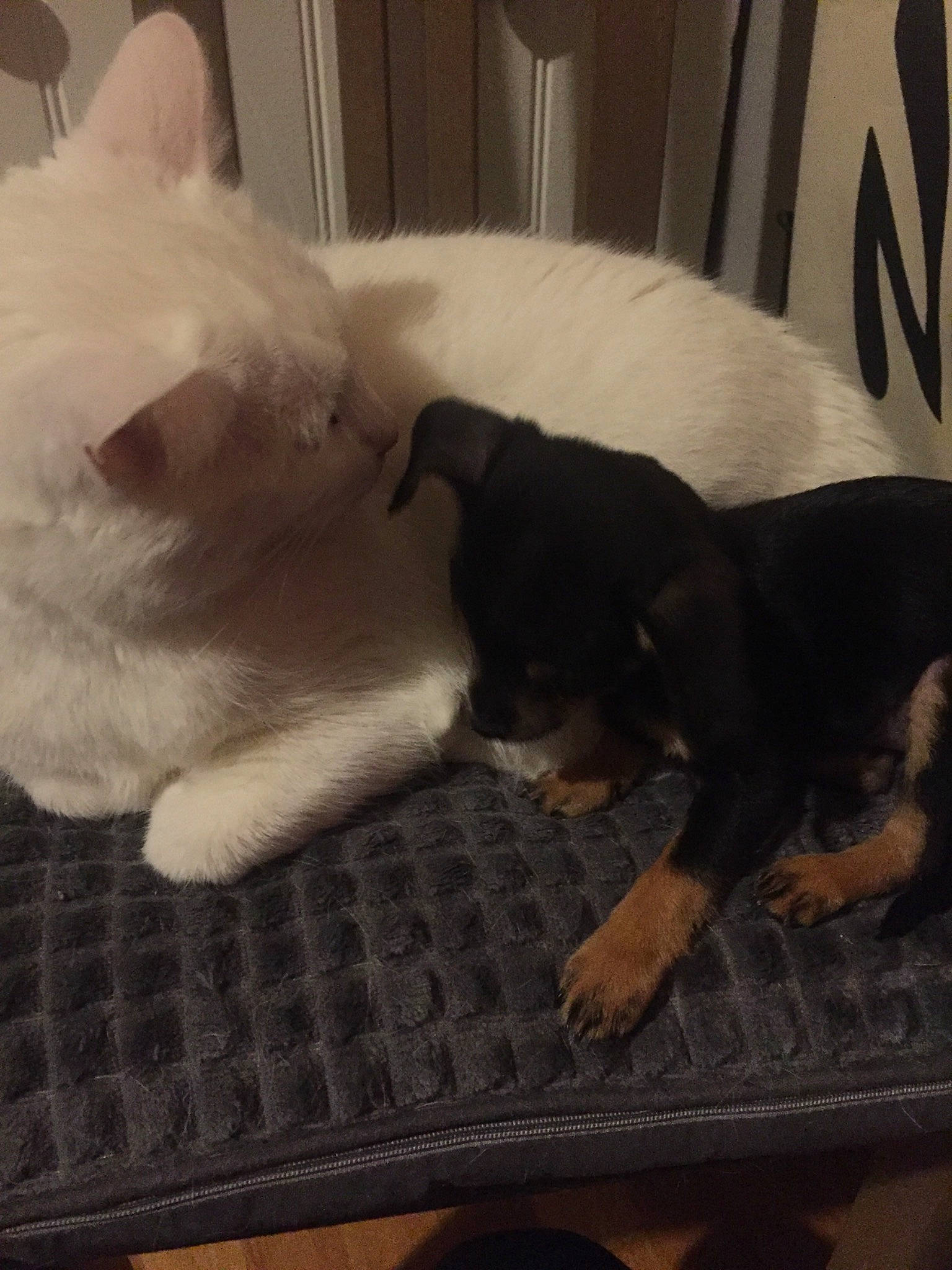 Moana a rejoint le concours — aidez-le/la à gagner de superbes lots ! bed, canidae, carnivore, cat, comfort, companion_dog, dog, dog_breed, domestic_short_haired_cat, fawn, felidae, flooring, fur, paw, small_to_medium_sized_cats, snout, tail, vertebrate, whiskers, working_animal