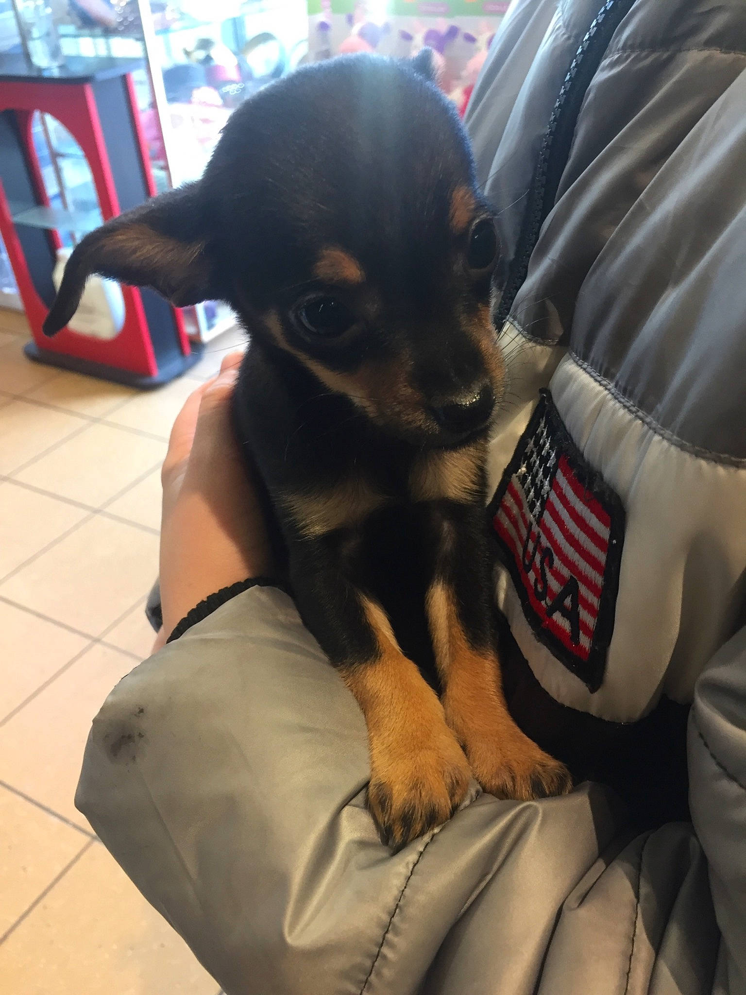 Moana a rejoint le concours — aidez-le/la à gagner de superbes lots ! canidae, carnivore, comfort, companion_dog, dog, dog_breed, ear, fawn, fur, gesture, guard_dog, nail, paw, russkiy_toy, snout, sporting_group, toy_dog, working_animal, working_dog, wrist