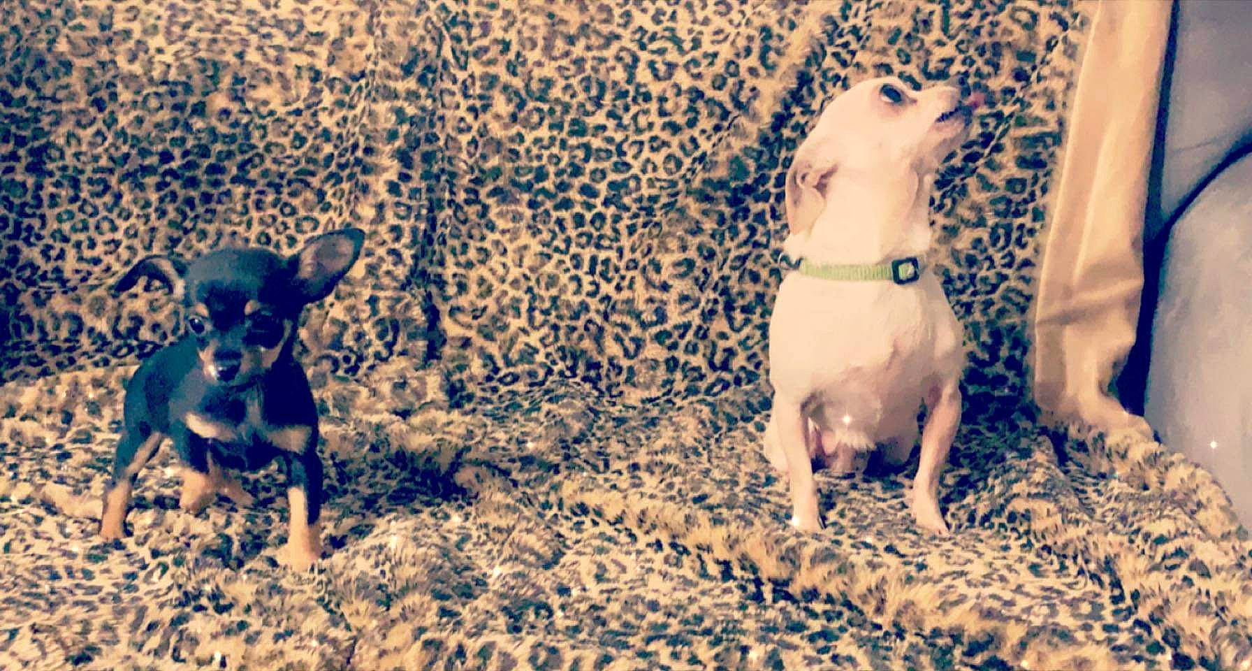 Moana participe au concours pour gagner de l'argent avec cette photo : art, canidae, carnivore, chest, companion_dog, dog, dog_breed, fawn, fur, grass, snout, soil, sporting_group, tail, terrestrial_animal, toy_dog, trunk, vertebrate, wood, working_animal