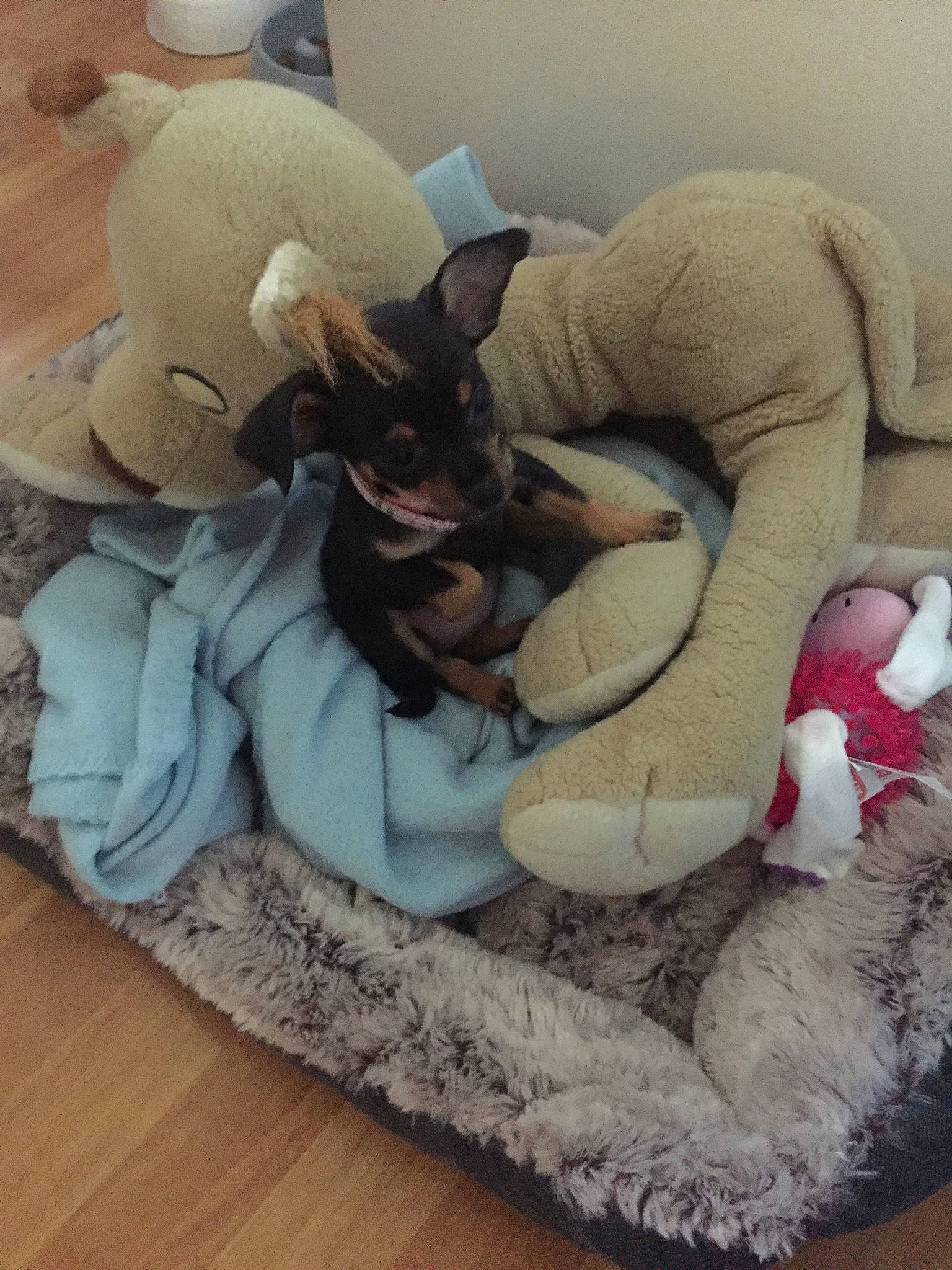 Moana a rejoint le concours — aidez-le/la à gagner de superbes lots ! carnivore, cat_bed, comfort, companion_dog, couch, dog_breed, fawn, felidae, flooring, grey, hardwood, linens, plush, small_to_medium_sized_cats, stuffed_toy, tail, textile, toy, whiskers, wood