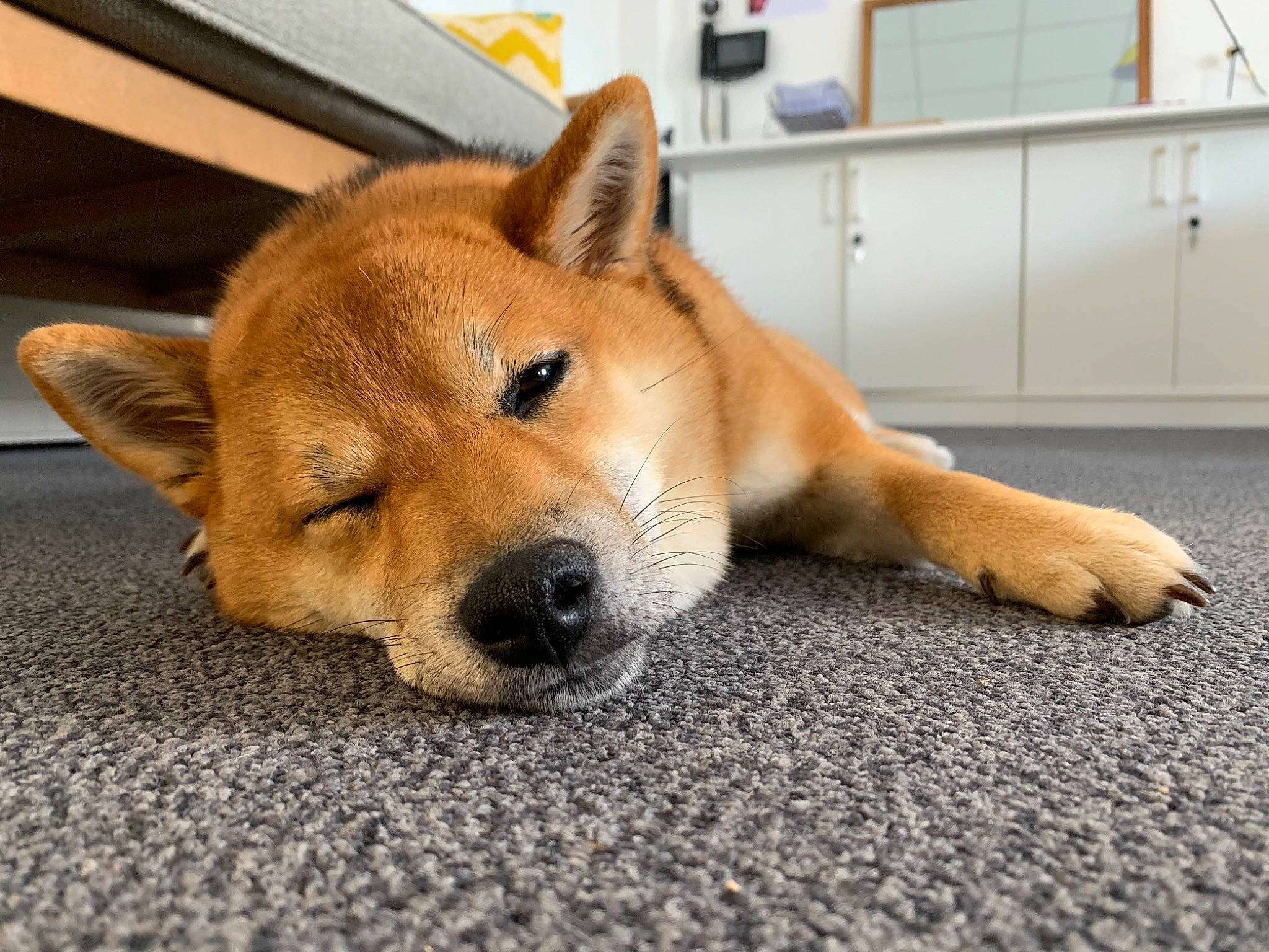 Swan a rejoint le concours — aidez-le/la à gagner de superbes lots ! ancient_dog_breeds, cabinetry, canidae, canis, carnivore, companion_dog, dog, dog_breed, fawn, flooring, fur, non_sporting_group, puppy, spitz, sporting_group, tail, terrestrial_animal, whiskers, wood, working_animal