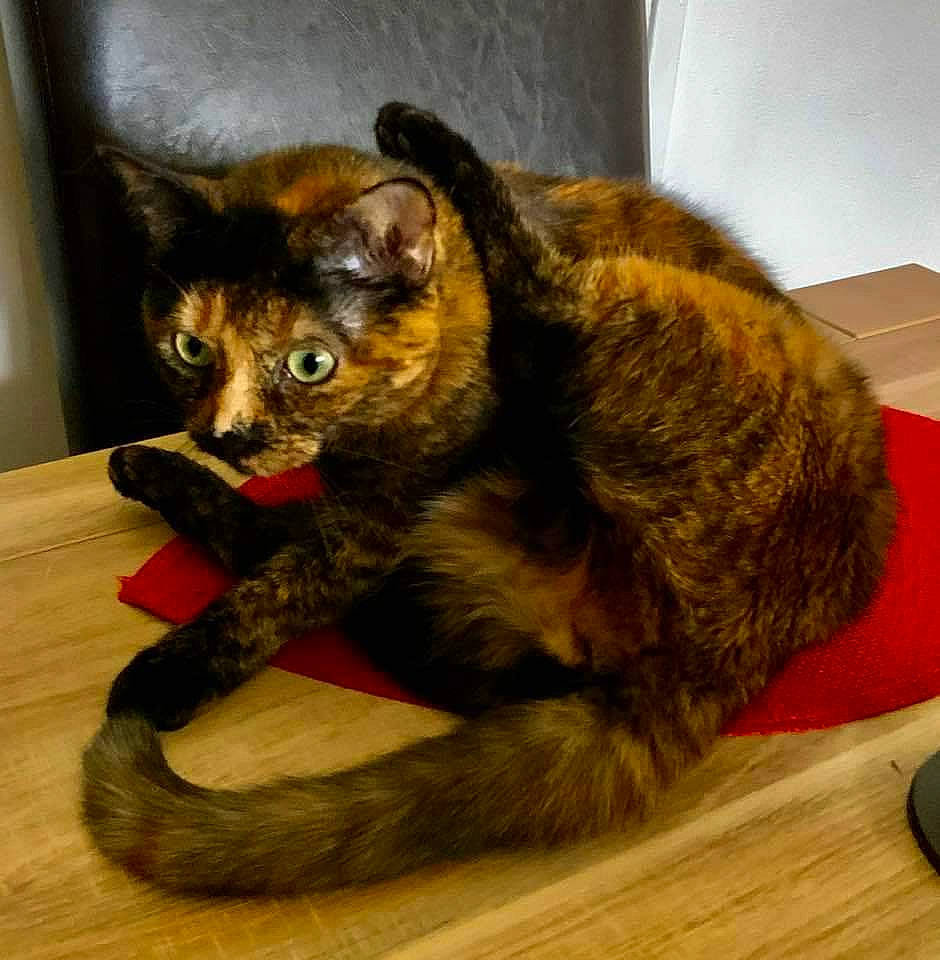 Plume participe au concours pour gagner de l'argent avec cette photo : carnivore, cat, claw, comfort, domestic_short_haired_cat, eye, felidae, flooring, fur, hardwood, paw, sitting, small_to_medium_sized_cats, snout, tail, terrestrial_animal, whiskers, wood