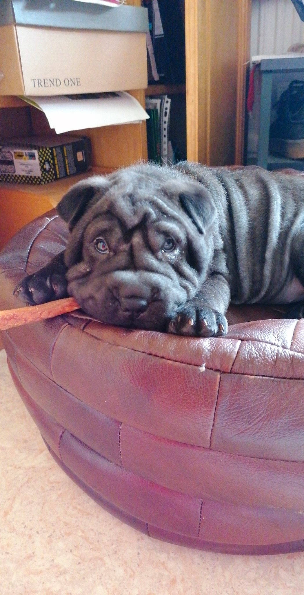 Abysse a rejoint le concours — aidez-le/la à gagner de superbes lots ! canidae, carnivore, companion_dog, dog, dog_breed, fawn, korean_mastiff, mammal, molosser, neapolitan_mastiff, non_sporting_group, ori_pei, shar_pei, snout, vertebrate, wrinkle