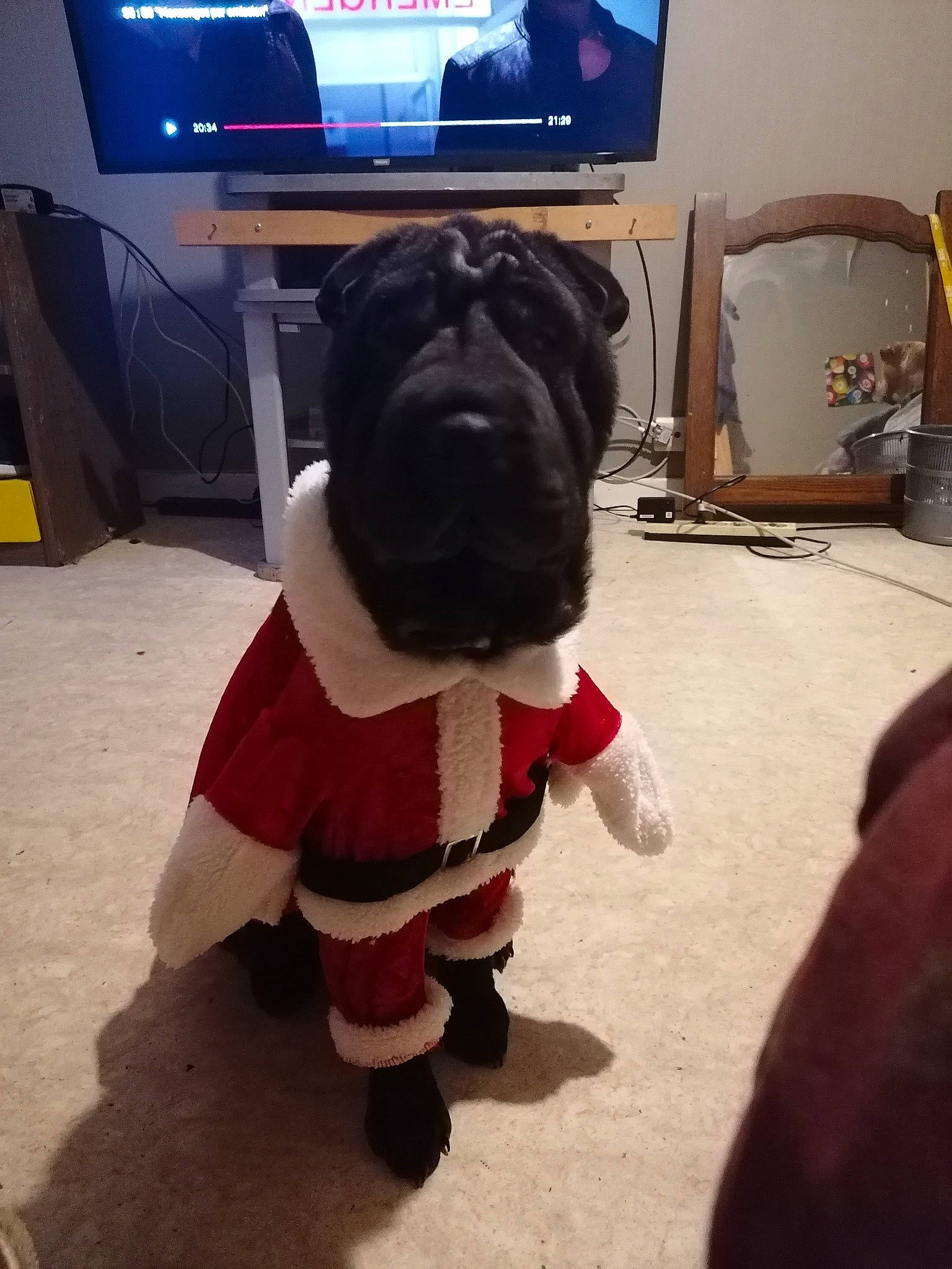 Abysse a rejoint le concours — aidez-le/la à gagner de superbes lots ! canidae, carnivore, companion_dog, dog, dog_breed, dog_clothes, fawn, mascot, non_sporting_group, pug, puppy, snout, sporting_group, toy_dog