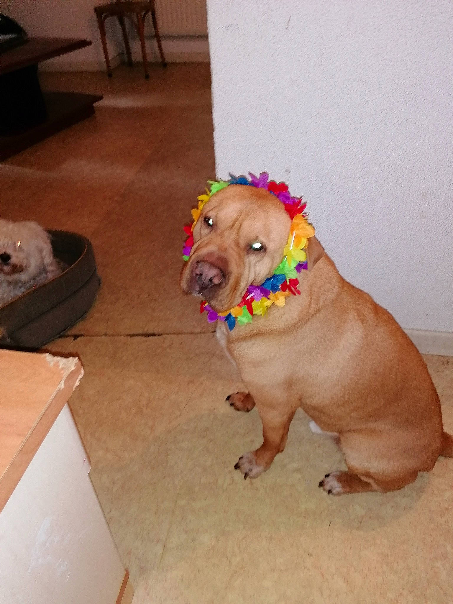 Chucky participe au concours pour gagner de l'argent avec cette photo : canidae, carnivore, dog, dog_breed, dogue_de_bordeaux, fawn, snout, sporting_group, tile, vizsla