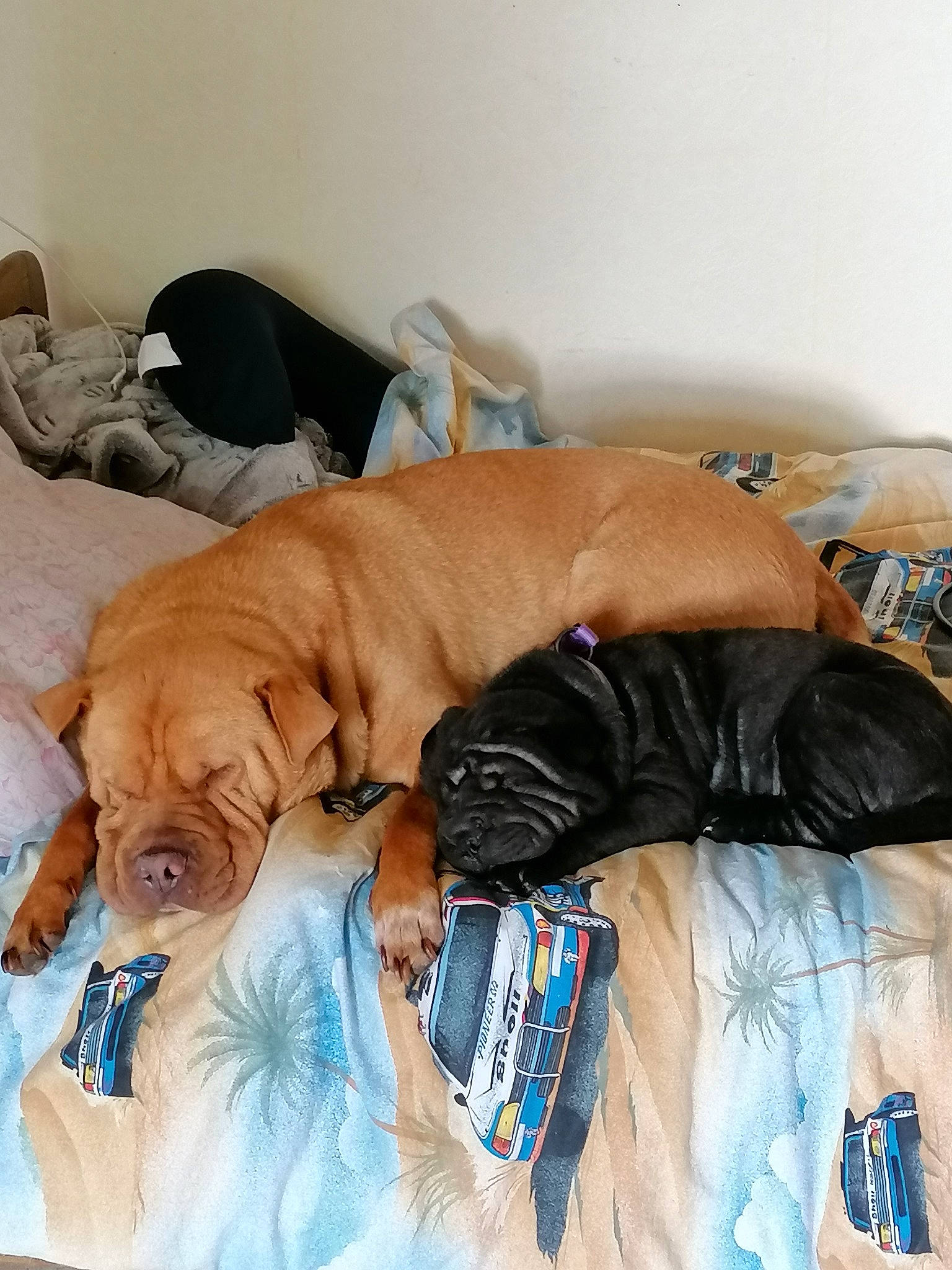 Chucky a rejoint le concours — aidez-le/la à gagner de superbes lots ! bullmastiff, canidae, carnivore, companion_dog, dog, dog_breed, dogue_de_bordeaux, fawn, guard_dog, nap, puppy, rhodesian_ridgeback, shar_pei, sleep, sporting_group, vizsla