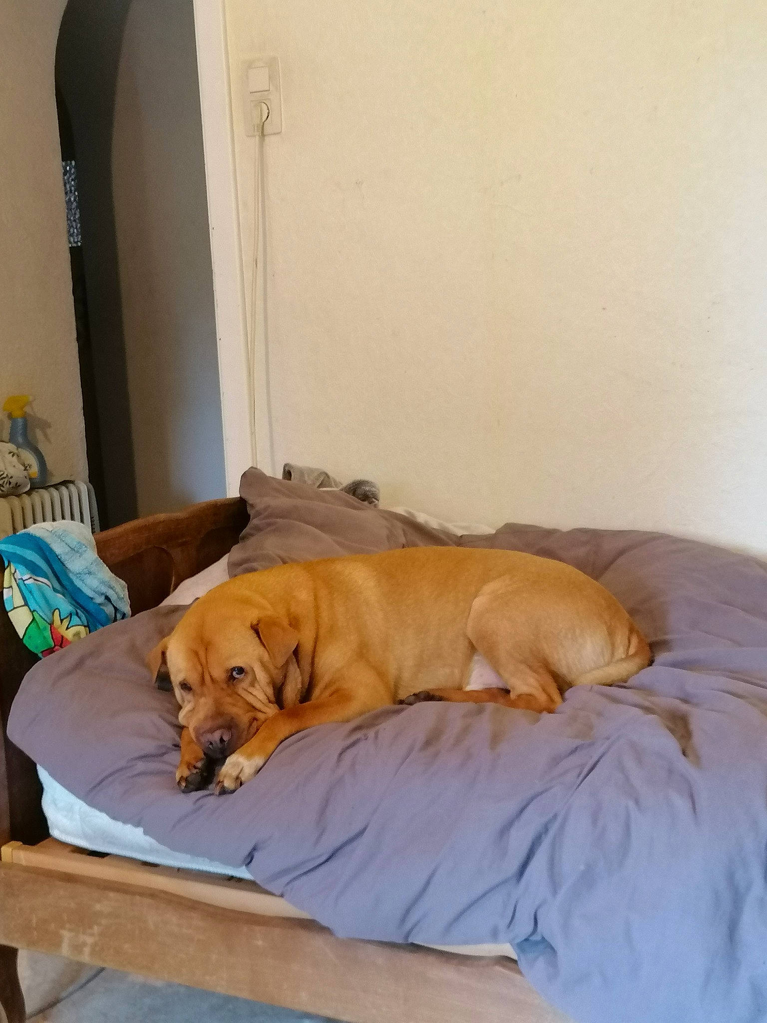 Chucky participe au concours pour gagner de l'argent avec cette photo : boerboel, broholmer, canidae, carnivore, comfort, companion_dog, dog, dog_breed, fawn, furniture, guard_dog, labrador_retriever, nap, puppy, rhodesian_ridgeback, sporting_group