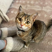 Zoe is registered to the contest to win money with this photo: animal, carpet, cat, collar, cozy, curious, cute, domestic, eyes, floor, friendly, fur, home, indoor, looking_up, mammal, pet, slippers, tabby_cat, whiskers