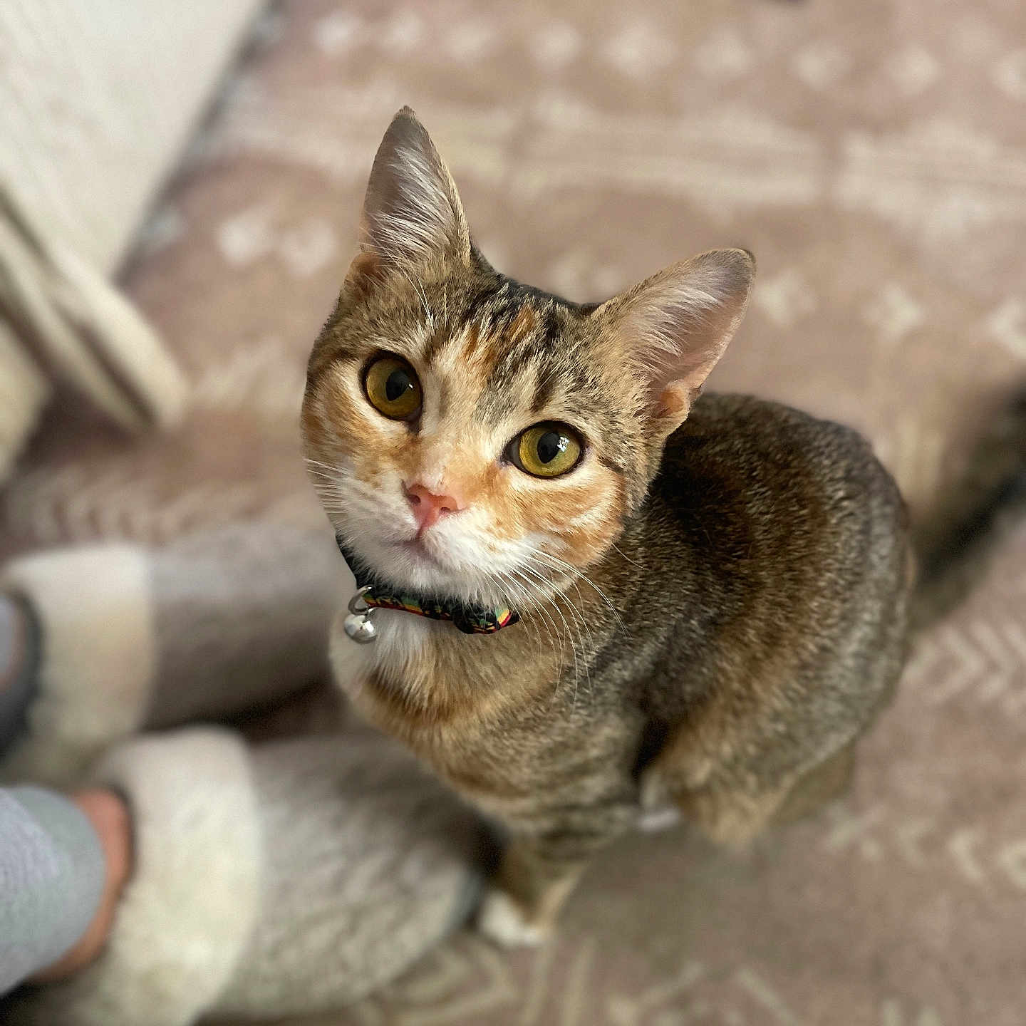 Zoe is registered to the contest to win money with this photo: animal, carpet, cat, collar, cozy, curious, cute, domestic, eyes, floor, friendly, fur, home, indoor, looking_up, mammal, pet, slippers, tabby_cat, whiskers