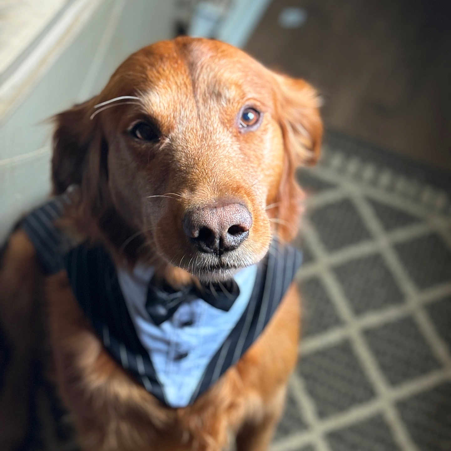 Simba is registered to the contest to win money with this photo: accessories, animal, bandana, canine, clothing, cockerspaniel, dog, formalwear, goldenretriever, headband, hound, labradorretriever, pet, puppy, scarf, snout, strap, terrier, tie
