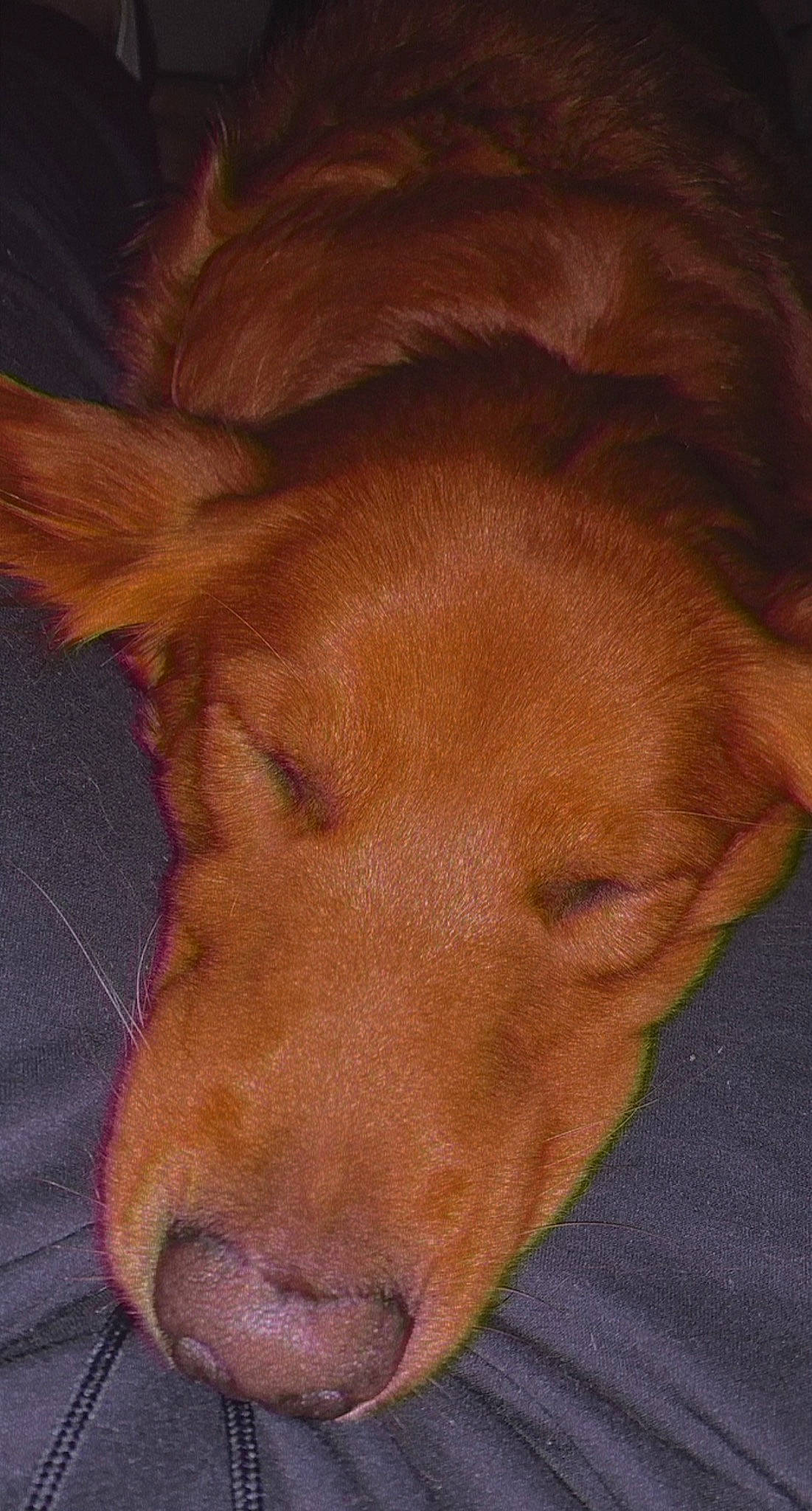 Simba joined the competition — help win amazing prizes! brown, canidae, carnivore, companion_dog, dog, dog_breed, fawn, gun_dog, liver, retriever, skin, snout, sporting_group, tan, vertebrate, whiskers, working_animal, working_dog