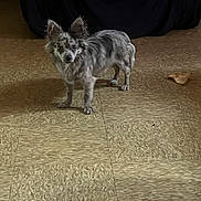Milano is registered to the contest to win money with this photo: alert, animal, brown_floor, canine, companion, curious, cute, dark_background, dog, domestic_animal, ears_up, furry, indoor, looking, pet, quiet, small_dog, speckled_coat, standing, tile_floor