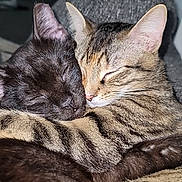 Styles And Swift is registered to the contest to win money with this photo: animal_companions, black_cat, cat, closeup, cozy, cuddle, cute, domestic_animals, ears, friendship, fur, hugging, indoor, nap, pets, resting, sleeping, soft_lighting, tabby_cat, whiskers