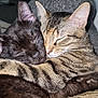 animal_companions, black_cat, cat, closeup, cozy, cuddle, cute, domestic_animals, ears, friendship, fur, hugging, indoor, nap, pets, resting, sleeping, soft_lighting, tabby_cat, whiskers
