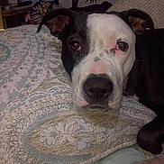 Doja is registered to the contest to win money with this photo: animal, bed, black_and_white, close_up, comfort, cozy, dog, ears, fabric, face, home, indoor, looking_at_camera, nose, patterned, paw, pet, pillow, relaxed, resting