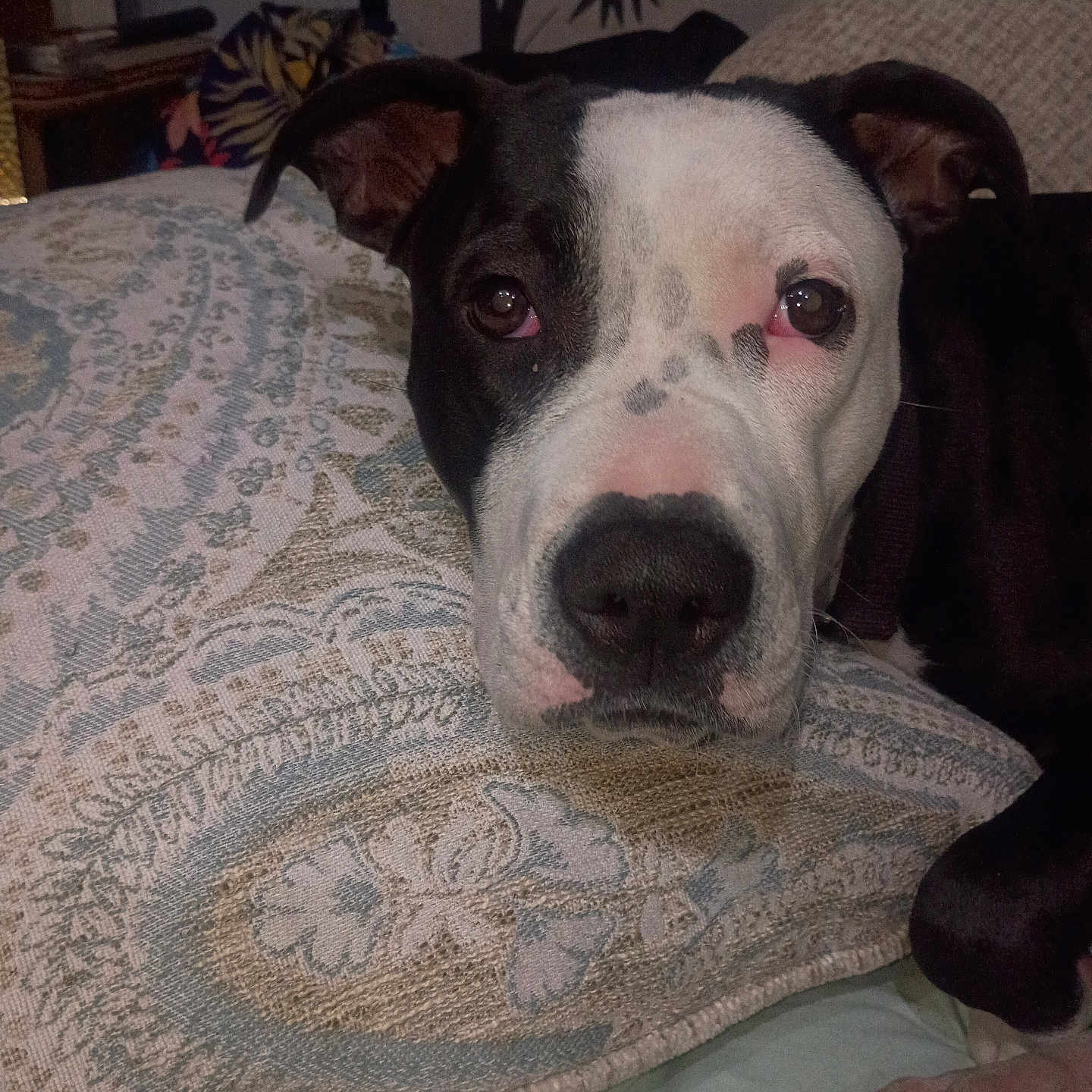 Doja