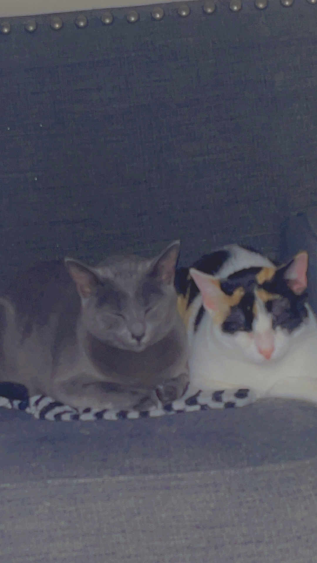 Diamond And Zaezae is registered to the contest to win money with this photo: cat, gray_cat, calico_cat, pets, feline, sleeping, cozy, indoor, blanket, resting, animal, cute, snuggling, companion, two_cats, fur, ears, whiskers, domestic_animal, couch